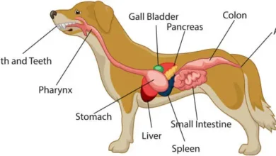 Pancreatitis in Dogs: Causes, Symptoms, Treatment, and Prevention