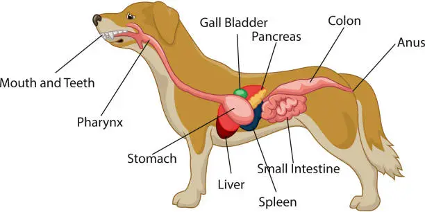 Pancreatitis in Dogs: Causes, Symptoms, Treatment, and Prevention Pancreatitis in Dogs: Causes, Symptoms, Treatment, and Prevention
