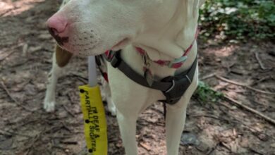 Penny’s Quirks – Oh My Dog!