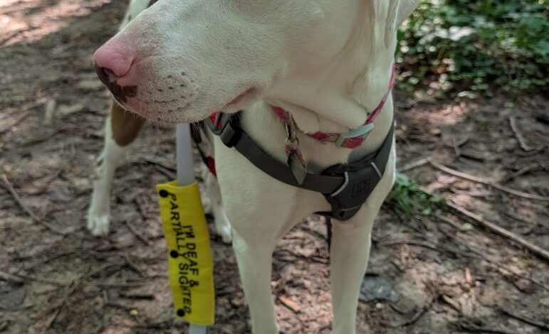 Penny’s Quirks – Oh My Dog! Penny’s Quirks – Oh My Dog!