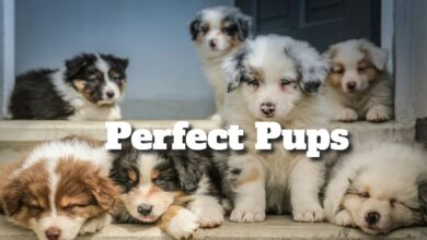 The Perfect Pups for Your Place: Canine Companions for Your Household