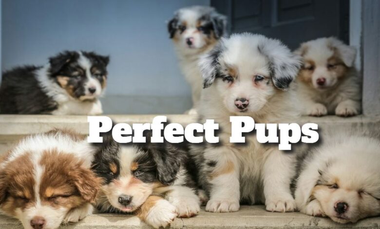 The Perfect Pups for Your Place: Canine Companions for Your Household