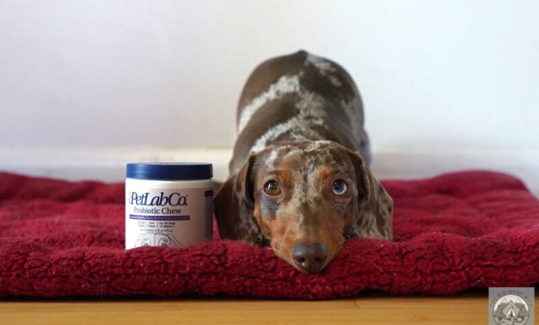Dog Supplement Review: PetLab Co Probiotic Chews