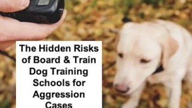 The Hidden Risks of Board & Train Programs for Aggressive Dogs