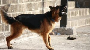 K.I.S.S. Dog Training | Dog Behavior Specialist in Kansas City