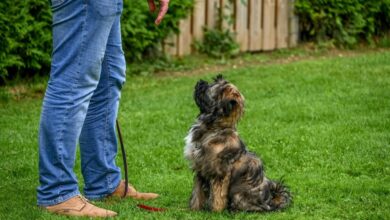 K.I.S.S. Dog Training | Dog Behavior Specialist in Kansas City