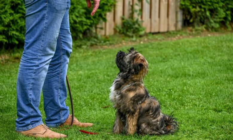 K.I.S.S. Dog Training | Dog Behavior Specialist in Kansas City K.I.S.S. Dog Training | Dog Behavior Specialist in Kansas City