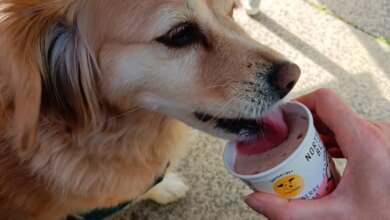 An Intruder — Gina’s Dog Blog