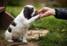 How Important are Puppy Classes? – SitDropStay