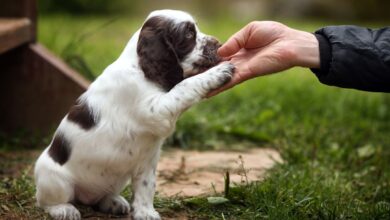 How Important are Puppy Classes? – SitDropStay