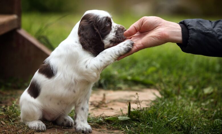 How Important are Puppy Classes? – SitDropStay