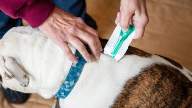 Top Effective Flea Control Options for Multi-Dog Households: Strategies for Pet Owners