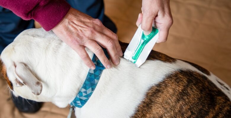 Top Effective Flea Control Options for Multi-Dog Households: Strategies for Pet Owners