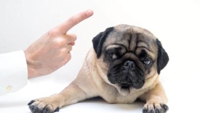 Can You Say “No” To Your Dog? – SitDropStay