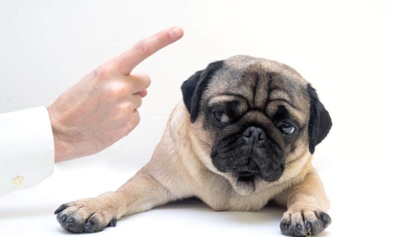 Can You Say “No” To Your Dog? – SitDropStay Can You Say “No” To Your Dog? – SitDropStay