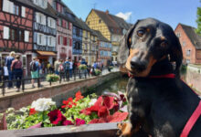 7 Tips for Traveling Internationally with Your Dog 7 Tips for Traveling Internationally with Your Dog