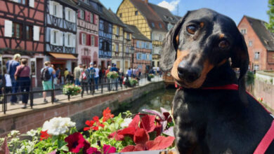 7 Tips for Traveling Internationally with Your Dog