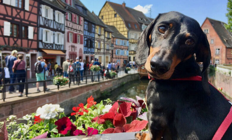 7 Tips for Traveling Internationally with Your Dog