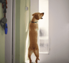 Why does my Lab behave badly at the front door?