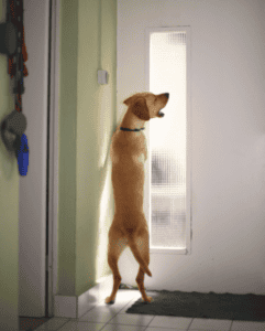 Why does my Lab behave badly at the front door?