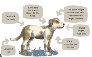 SEPARATION ANXIETY IN CANINES-CAUSES AND TREATMENTS