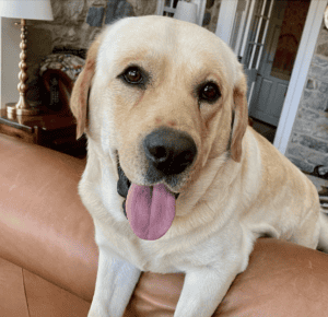 Was ‘Marley’ from “Marley & ME” an Endless Mt. Labrador?