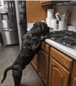 How to prevent and stop “COUNTER-SURFING”