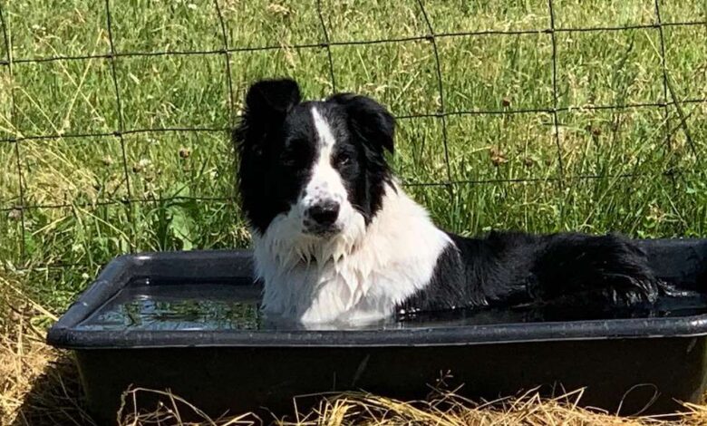 Heat Stress in Dogs Revisited