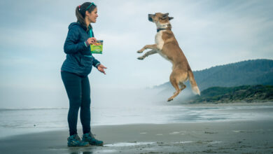 How to Choose the Right Dog: Why Your Dog Deserves as Much Research as Your Car