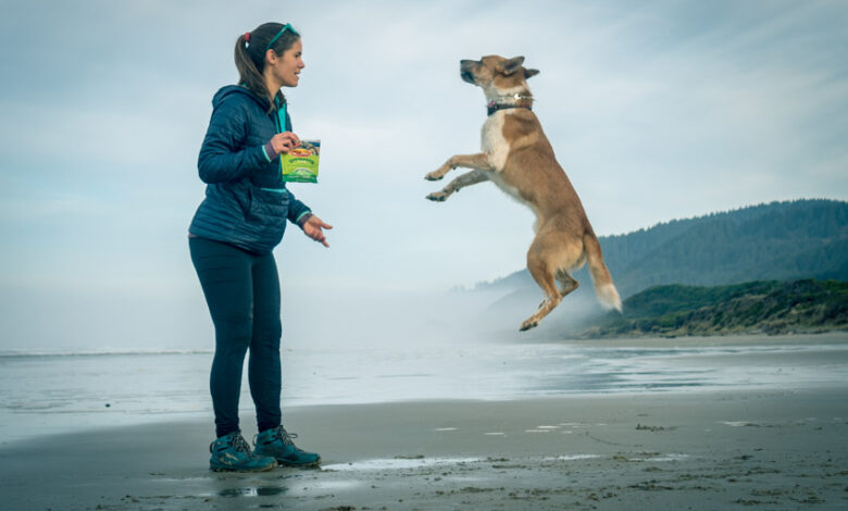 How to Choose the Right Dog: Why Your Dog Deserves as Much Research as Your Car How to Choose the Right Dog: Why Your Dog Deserves as Much Research as Your Car