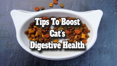 Tips to Boost Your Cat’s Digestive Health