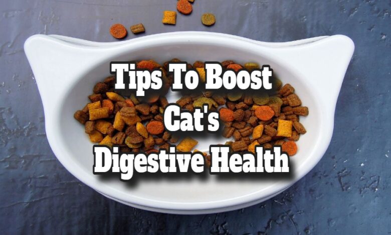 Tips to Boost Your Cat’s Digestive Health