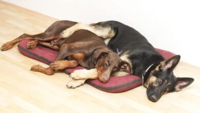 Do Dogs Understand Death? How Grief Reveals Itself In Our Pets