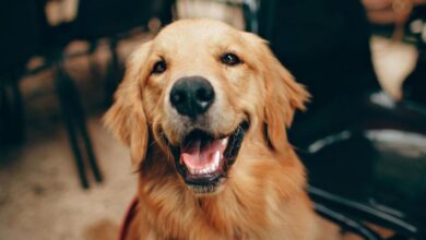 What to Consider When Getting a New Pet