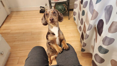 Why Are Dachshunds So Clingy?