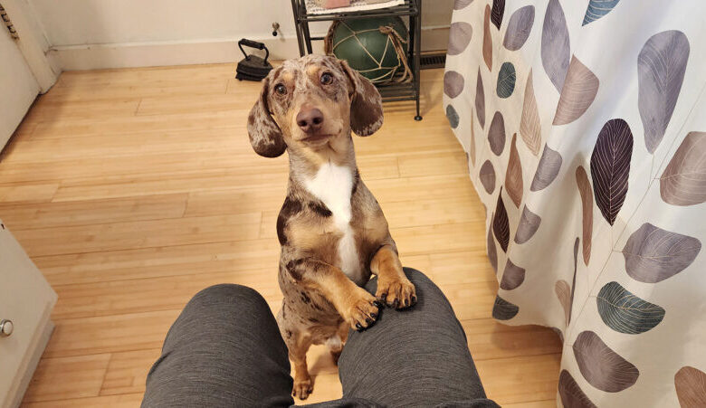 Why Are Dachshunds So Clingy?