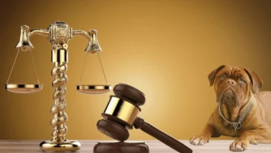 Can You Sue For Dog Bite Trauma? Know Your Rights