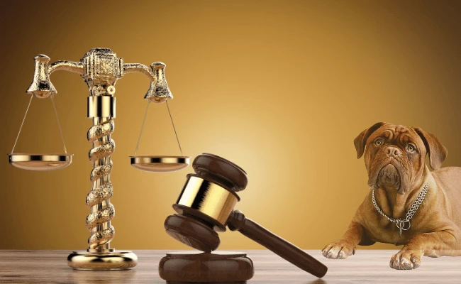 Can You Sue For Dog Bite Trauma? Know Your Rights Can You Sue For Dog Bite Trauma? Know Your Rights