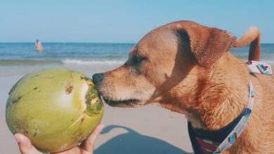 Can My Dog Drink Coconut Water?