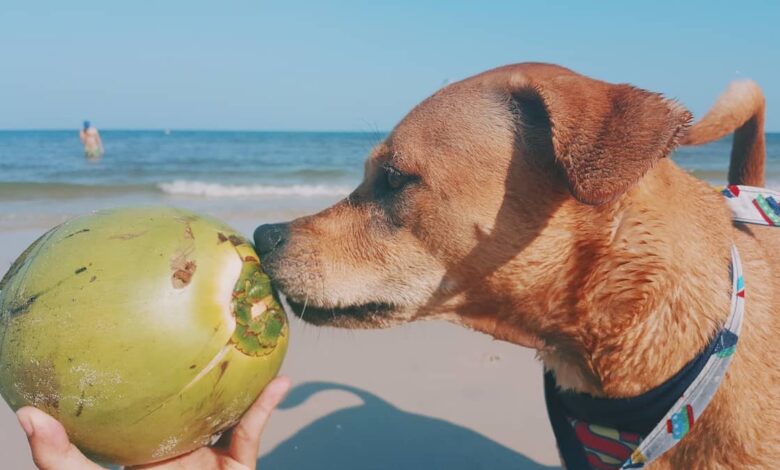 Can My Dog Drink Coconut Water? Can My Dog Drink Coconut Water?