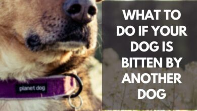 What To Do If Your Dog Is Bitten By Another Dog