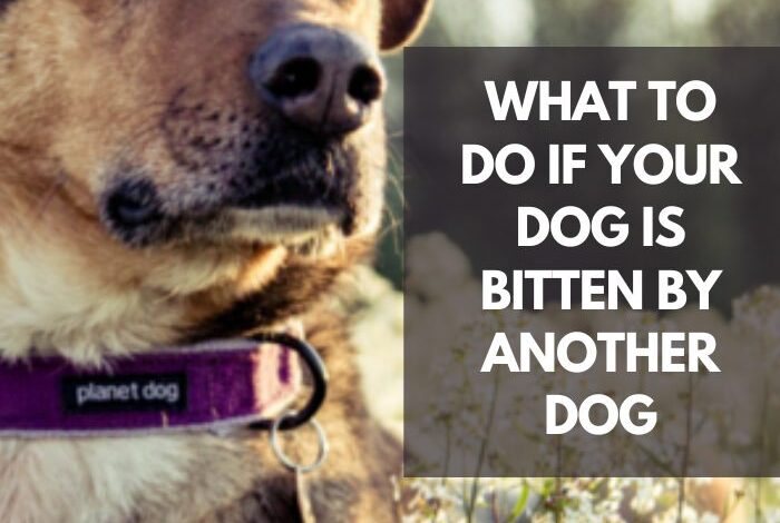 What To Do If Your Dog Is Bitten By Another Dog