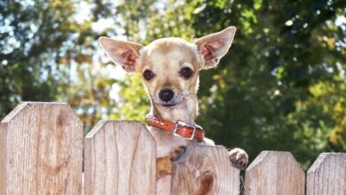 11 Best Invisible Dog Fences in 2025