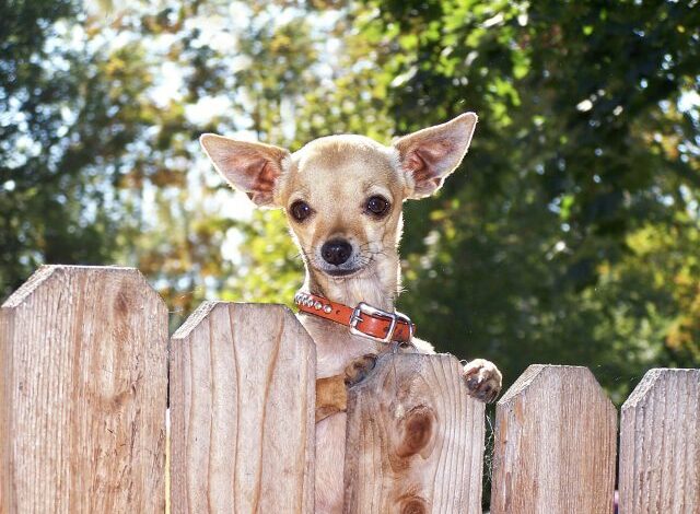 11 Best Invisible Dog Fences in 2025 11 Best Invisible Dog Fences in 2025