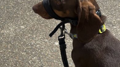 Head Collars for miniature and small breeds