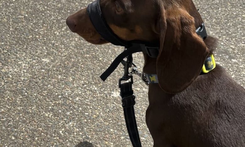 Head Collars for miniature and small breeds