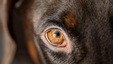 Eye spy trouble — Gina’s Dog Blog