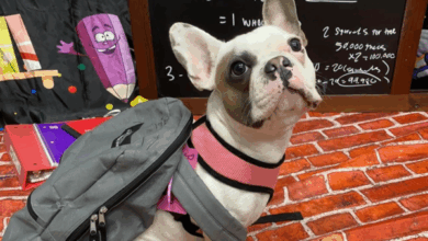 Tips to Navigate Your Dog’s Separation Anxiety During Back-to-School Season
