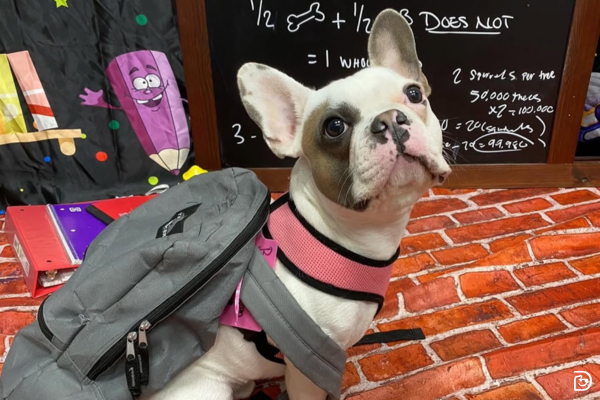Tips to Navigate Your Dog’s Separation Anxiety During Back-to-School Season Tips to Navigate Your Dog’s Separation Anxiety During Back-to-School Season