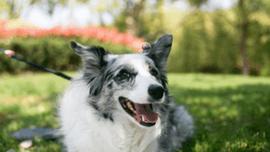 Bug Bites & Stings: Protecting Your Dog from Mosquitoes, Fleas, and Ticks